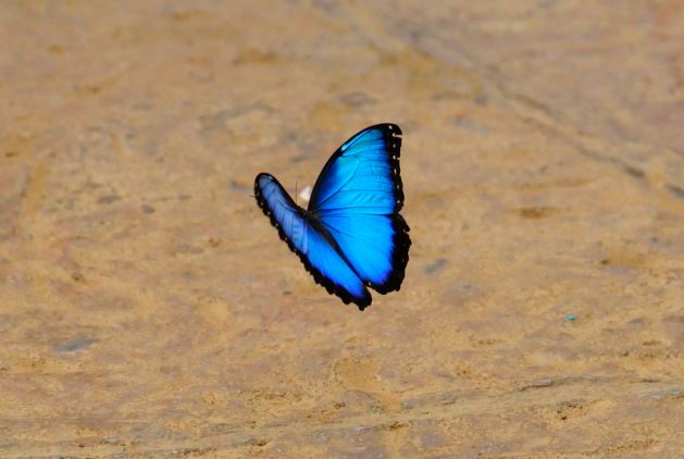 blue butterfly against sand